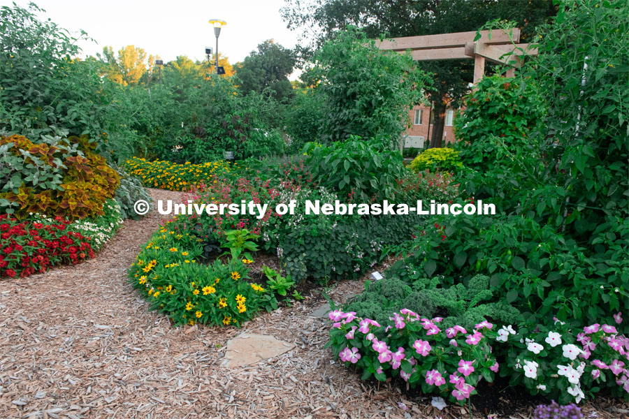 Backyard Farmer garden on UNL’s East Campus. August 7, 2019. Photo by Gregory Nathan / University Communication.